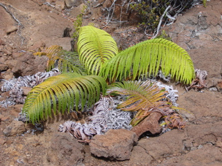 DSC00107.JPG